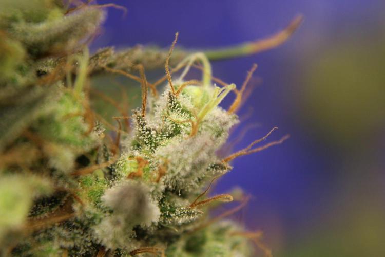 Michka / Sensi Seeds. Week 16