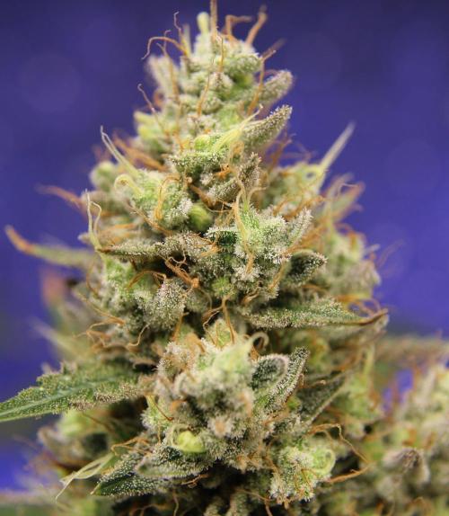 Michka / Sensi Seeds. Week 16