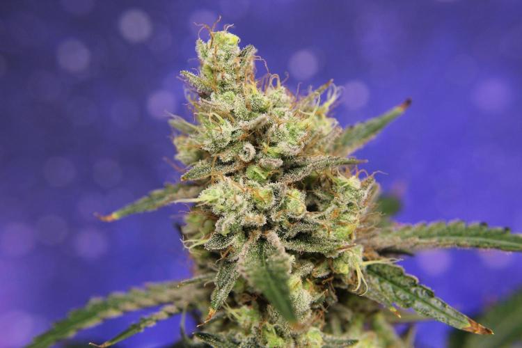 Michka / Sensi Seeds. Week 16