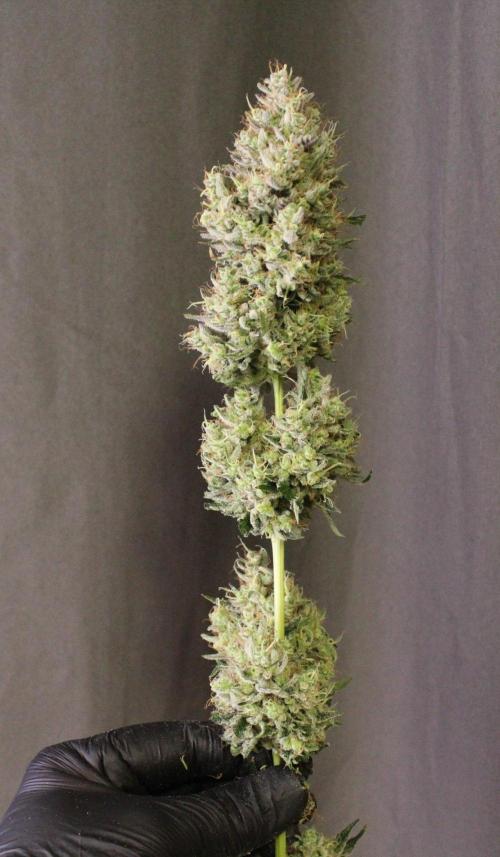 Michka / Sensi Seeds. Week 16