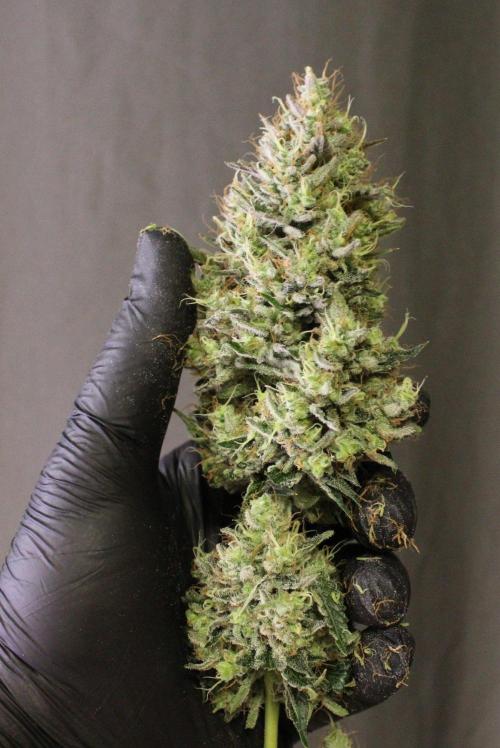Michka / Sensi Seeds. Week 16