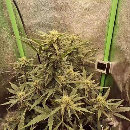 Cream Mandarine XL - Sweet Seeds