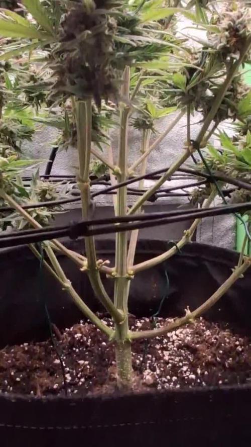 Cream Mandarine XL - Sweet Seeds