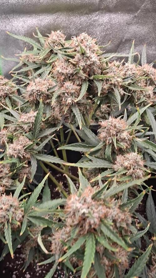 Purple Punch Auto Royal Queen Seed