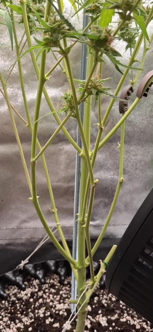 Orion F1 Royal Queen Seeds