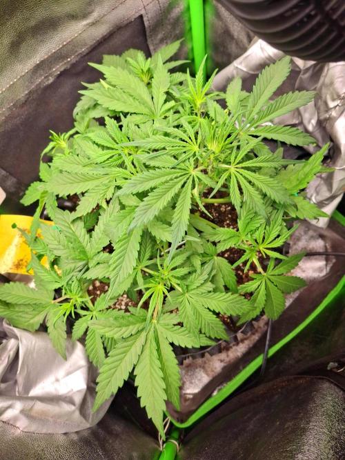 Blue Cheese Auto Royal Queen Seeds. Week 3