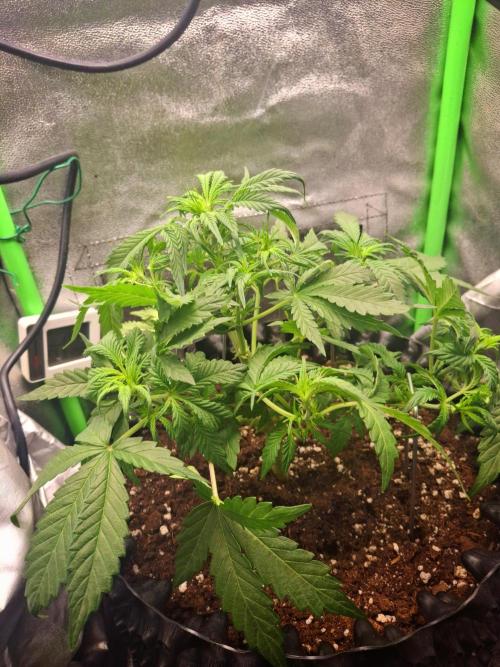 Blue Cheese Auto Royal Queen Seeds. Week 3