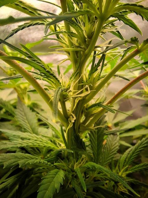 Blue Cheese Auto Royal Queen Seeds. Week 4