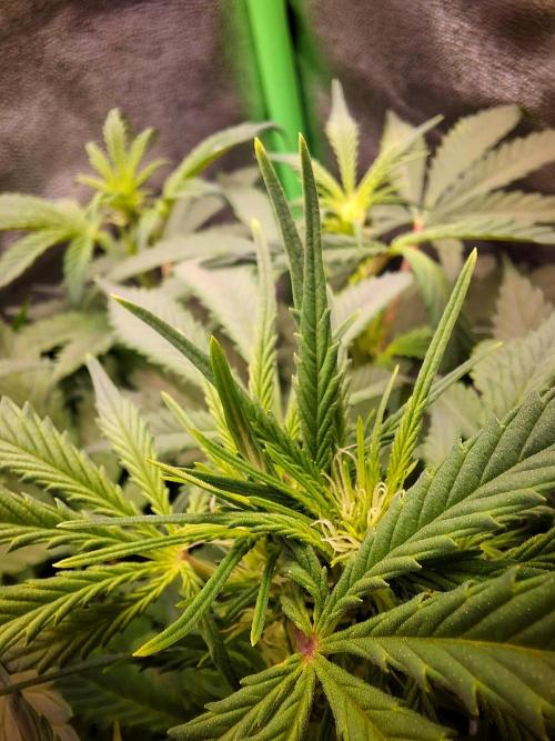 Blue Cheese Auto Royal Queen Seeds. Week 4