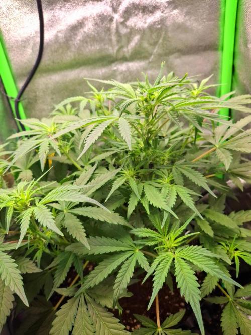 Blue Cheese Auto Royal Queen Seeds. Week 4