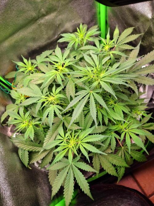 Blue Cheese Auto Royal Queen Seeds. Week 4