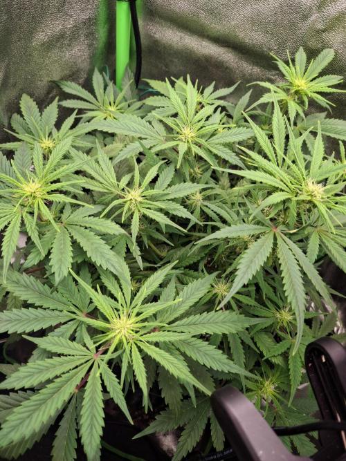 Blue Cheese Auto Royal Queen Seeds. Week 5