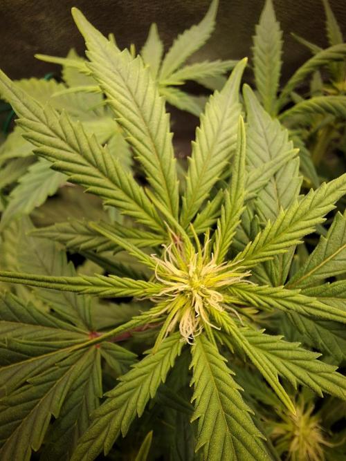 Blue Cheese Auto Royal Queen Seeds. Week 5