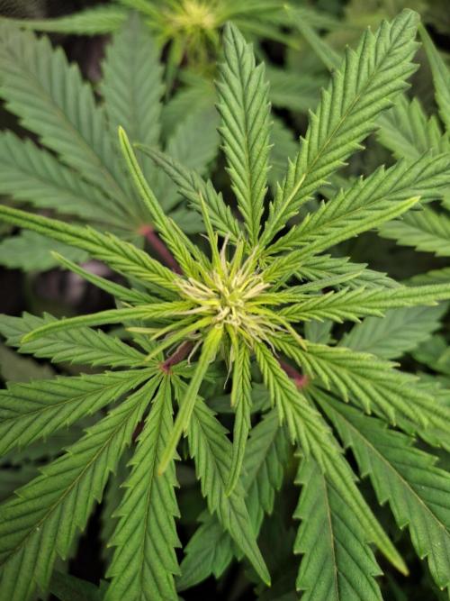 Blue Cheese Auto Royal Queen Seeds. Week 5