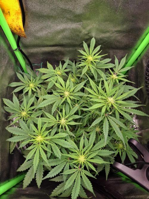 Blue Cheese Auto Royal Queen Seeds. Week 5