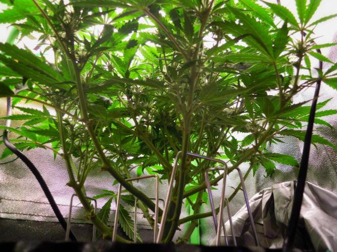 Blue Cheese Auto Royal Queen Seeds. Week 6