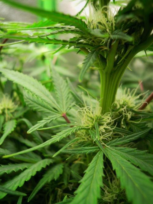 Blue Cheese Auto Royal Queen Seeds. Week 6