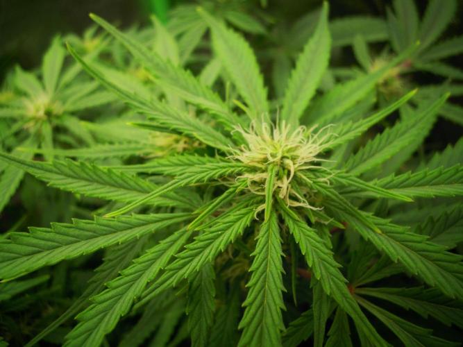 Blue Cheese Auto Royal Queen Seeds. Week 6