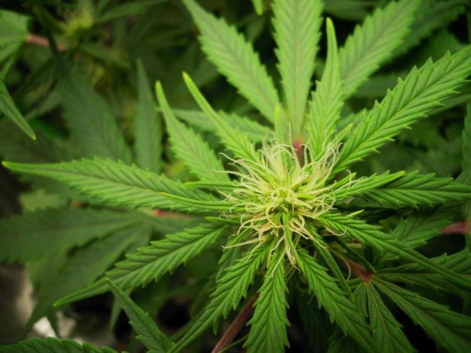 Blue Cheese Auto Royal Queen Seeds. Week 6