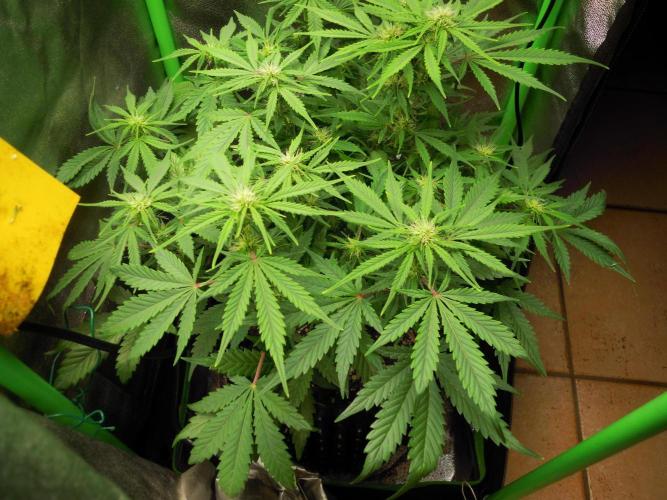 Blue Cheese Auto Royal Queen Seeds. Week 6