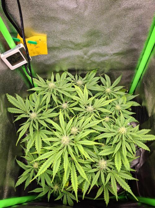 Blue Cheese Auto Royal Queen Seeds. Week 6