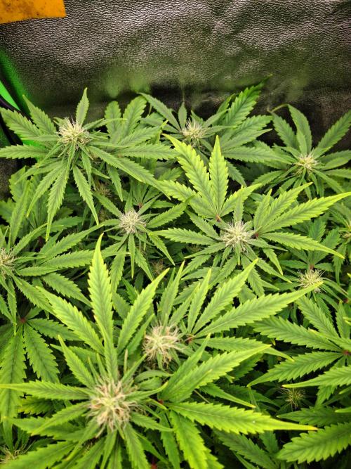 Blue Cheese Auto Royal Queen Seeds. Week 6