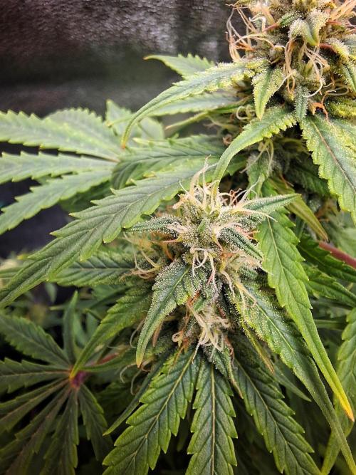 Blue Cheese Auto Royal Queen Seeds. Week 7