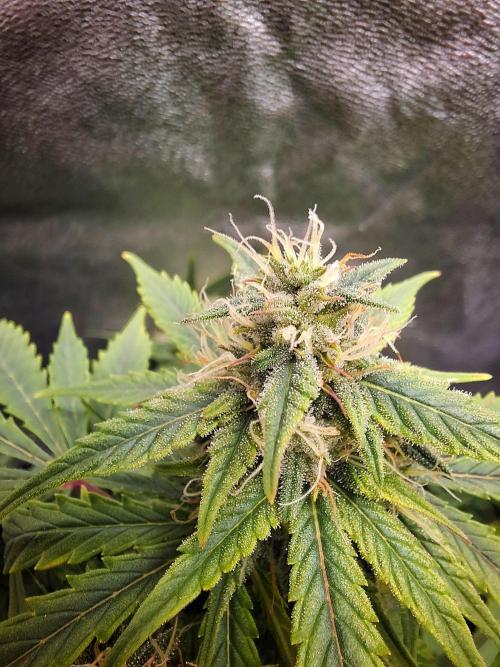 Blue Cheese Auto Royal Queen Seeds. Week 7