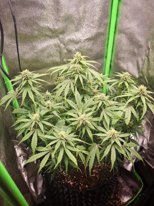 Blue Cheese Auto Royal Queen Seeds. Week 7