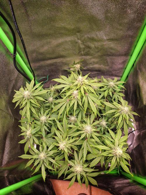 Blue Cheese Auto Royal Queen Seeds. Week 7