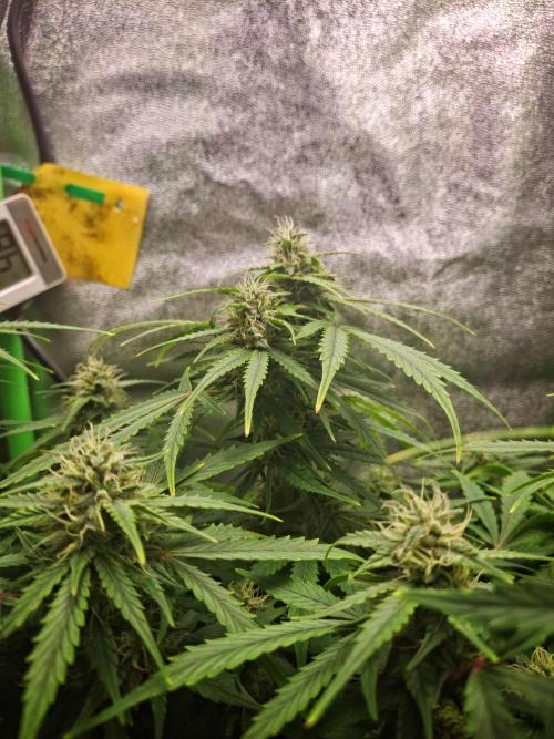 Blue Cheese Auto Royal Queen Seeds. Week 7