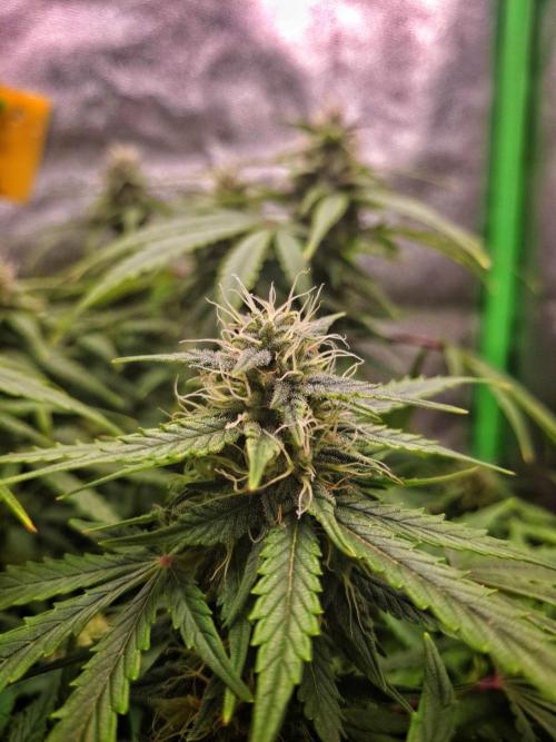 Blue Cheese Auto Royal Queen Seeds. Week 7