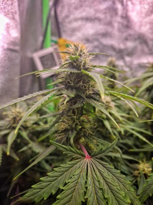 Blue Cheese Auto Royal Queen Seeds. Week 7