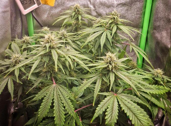 Blue Cheese Auto Royal Queen Seeds. Week 7