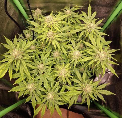 Blue Cheese Auto Royal Queen Seeds. Week 8