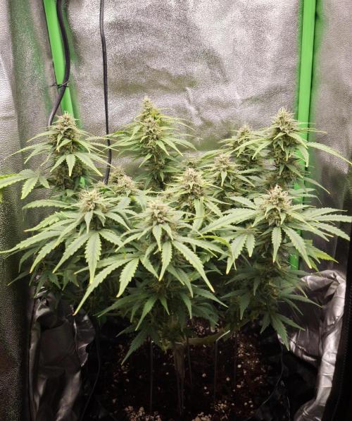 Blue Cheese Auto Royal Queen Seeds. Week 8