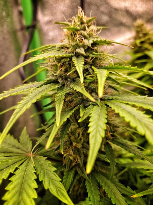 Blue Cheese Auto Royal Queen Seeds. Week 8