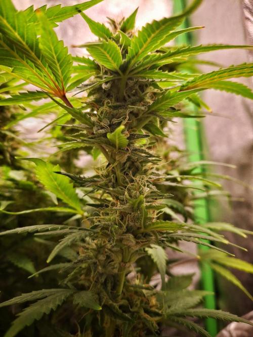 Blue Cheese Auto Royal Queen Seeds. Week 8