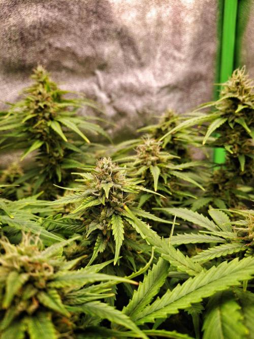 Blue Cheese Auto Royal Queen Seeds. Week 8