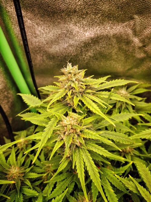 Blue Cheese Auto Royal Queen Seeds. Week 8