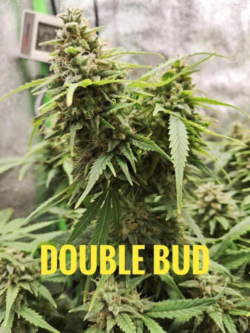 Blue Cheese Auto Royal Queen Seeds. Week 9