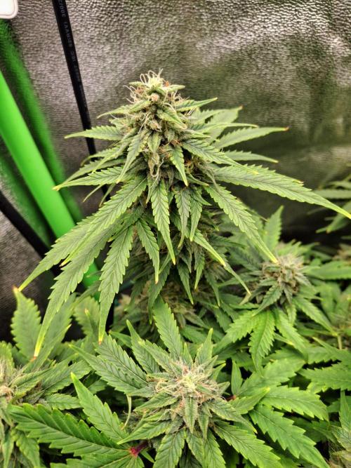 Blue Cheese Auto Royal Queen Seeds. Week 9