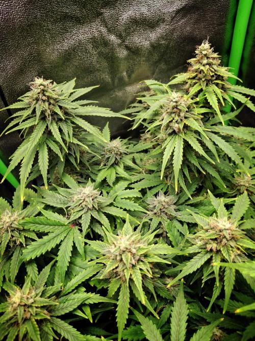 Blue Cheese Auto Royal Queen Seeds. Week 9