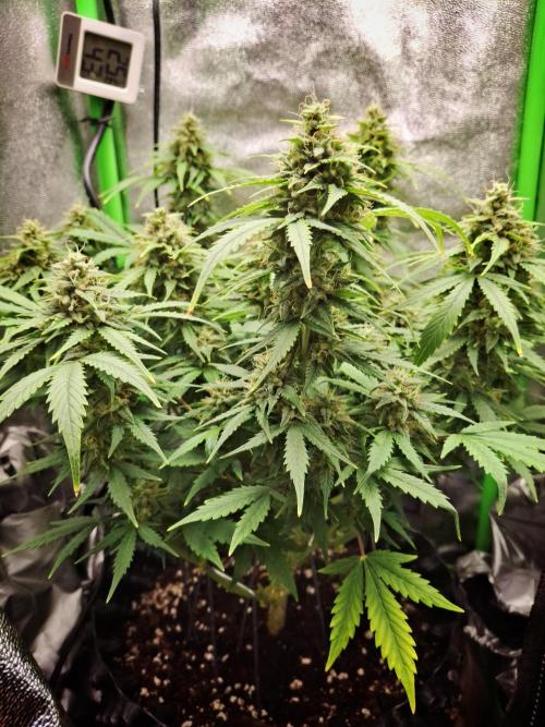 Blue Cheese Auto Royal Queen Seeds. Week 9