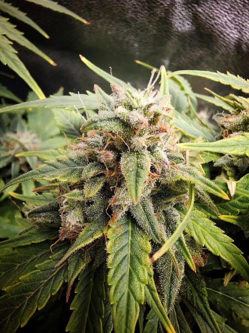 Blue Cheese Auto Royal Queen Seeds. Week 9