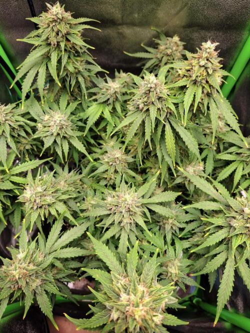 Blue Cheese Auto Royal Queen Seeds. Week 10