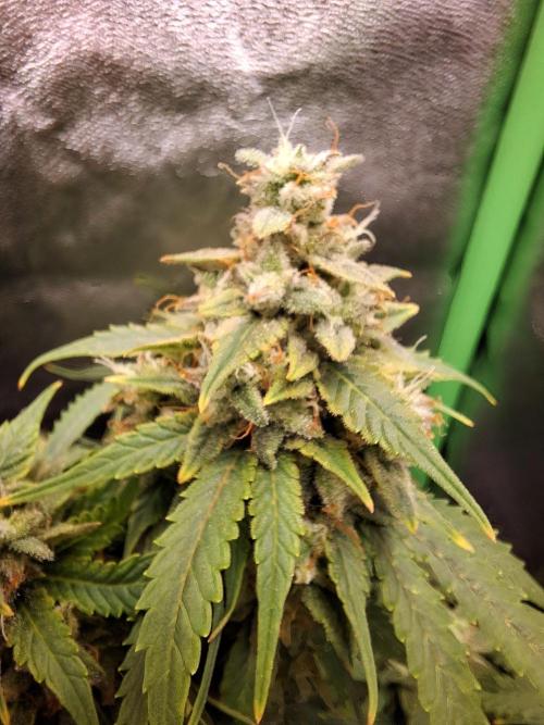 Blue Cheese Auto Royal Queen Seeds. Week 10
