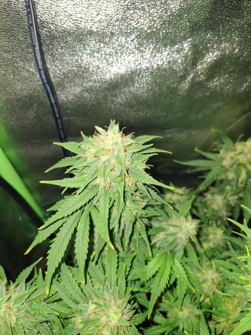 Blue Cheese Auto Royal Queen Seeds. Week 10