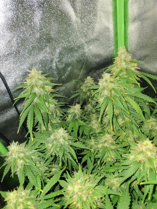 Blue Cheese Auto Royal Queen Seeds. Week 10