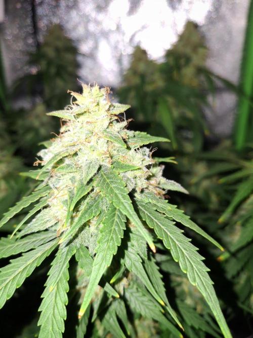 Blue Cheese Auto Royal Queen Seeds. Week 10